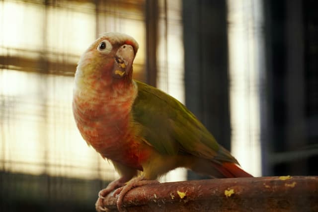 Oiseau