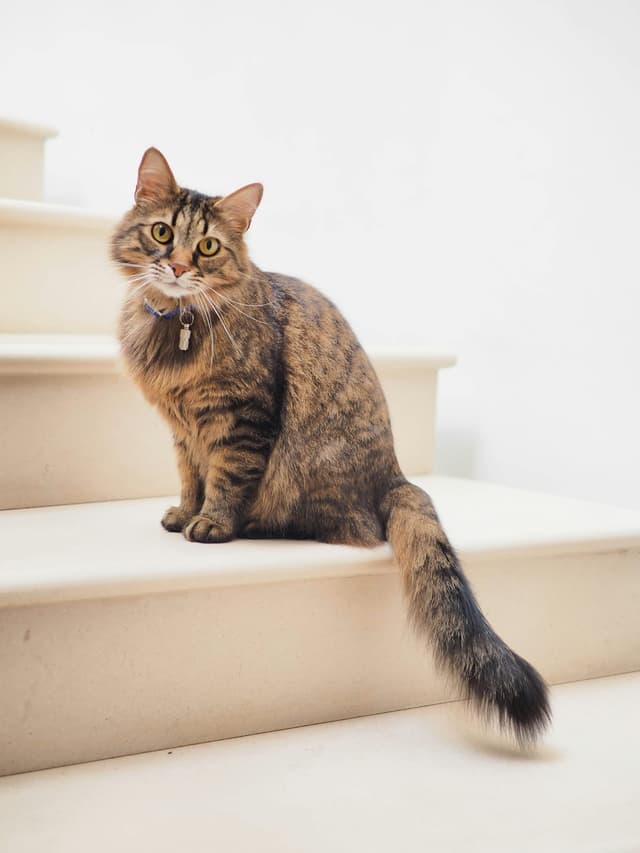 Chat