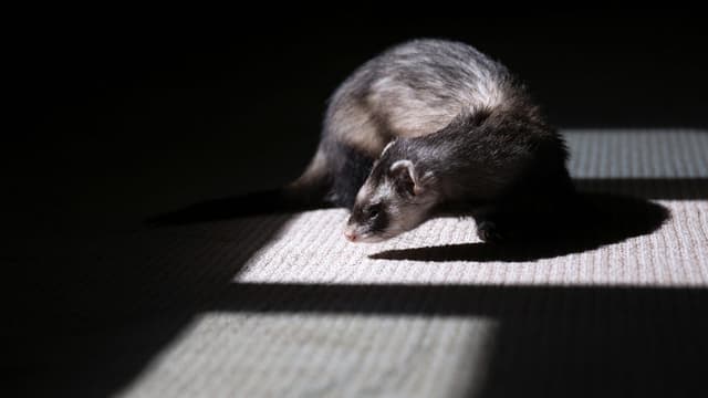 Furet