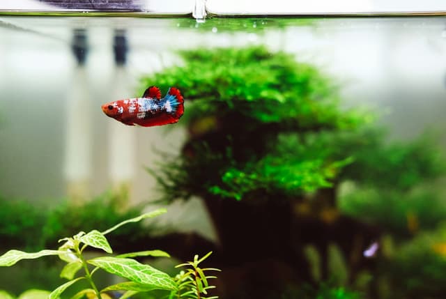 Poisson