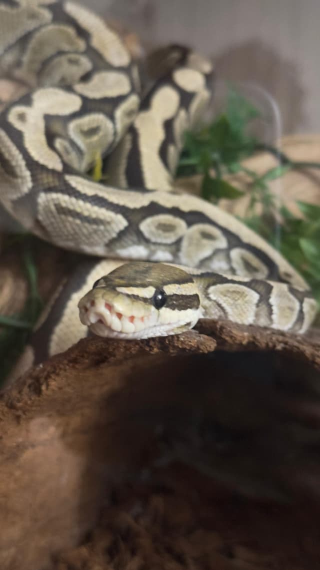 Reptile
